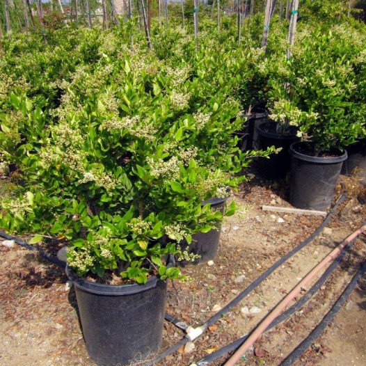 Waxleaf Privet (On Stake)  - Ligustrum japonica Texanum