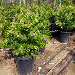 Waxleaf Privet (On Stake) - Ligustrum japonica Texanum