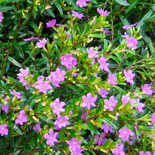 False Heather  - Cuphea hyssopifolia