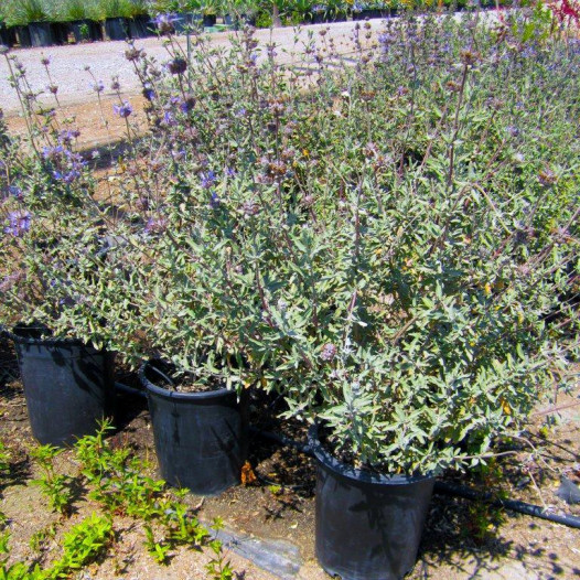 Cleveland Sage - Salvia clevelandii