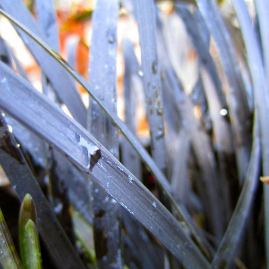 Black Mondo Grass  - Ophiopogon planiscapus Nigrescens