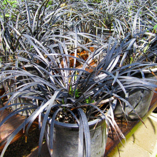 Black Mondo Grass  - Ophiopogon planiscapus Nigrescens