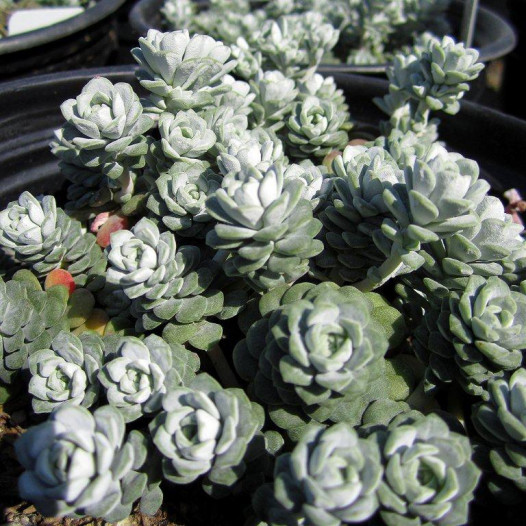 Cape Blanco Stonecrop  - Sedum spathulifolium Cape Blanco