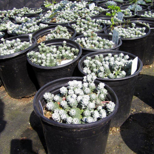 Cape Blanco Stonecrop - Sedum spathulifolium Cape Blanco