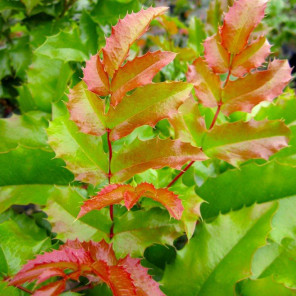 Oregon Grape Holly - Mahonia Aquifolium