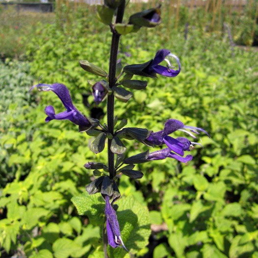 Anise Scented Sage  - Salvia Guaranitica Black and Blue