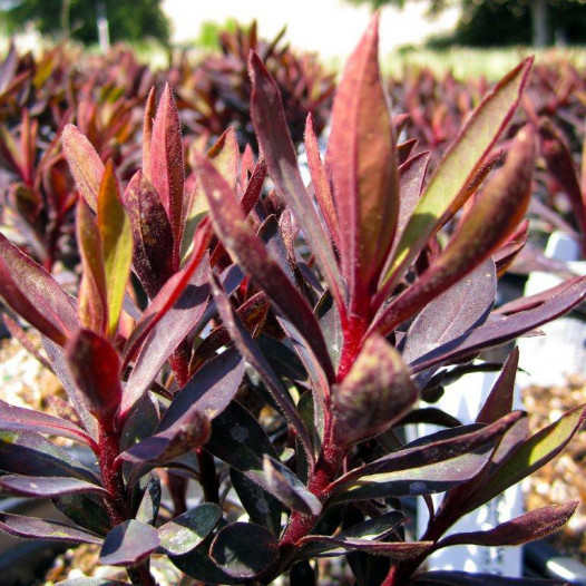 Black Spurge  - Euphorbia Black Bird