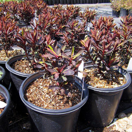 Black Spurge  - Euphorbia Black Bird