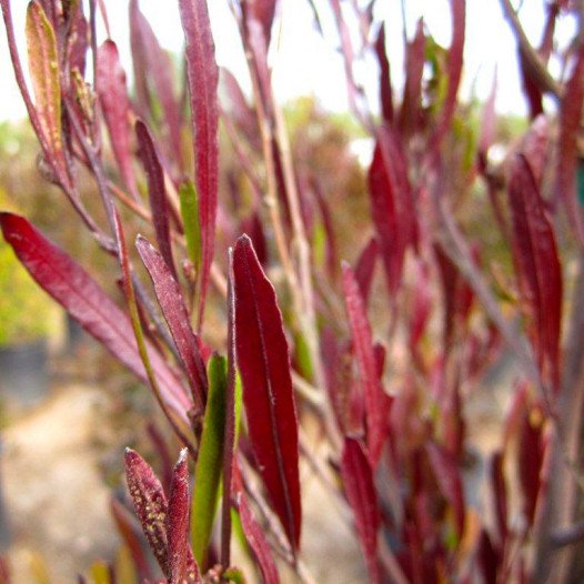 Purple Hopseed Bush - Dodonaea Viscosa Purpurea
