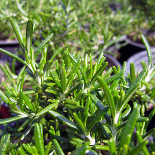 Prostrate Rosemary  - Rosmarinus officinalis Prostratus