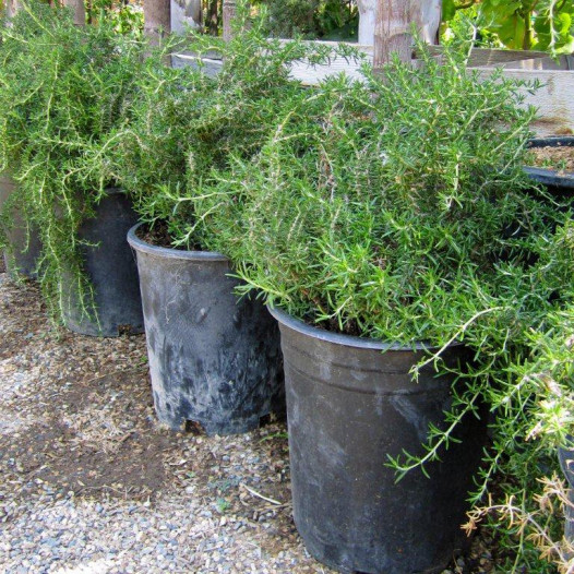 Prostrate Rosemary  - Rosmarinus officinalis Prostratus