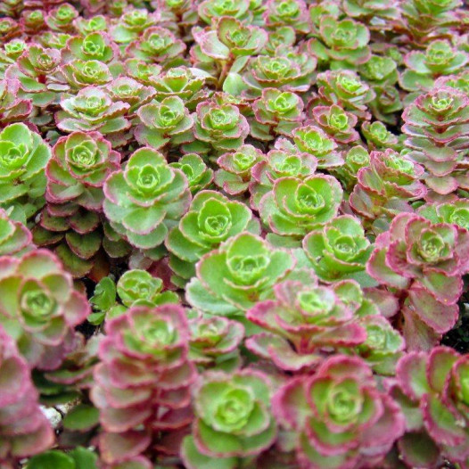 Red Carpet Sedum  - Sedum Spurium Red Carpet