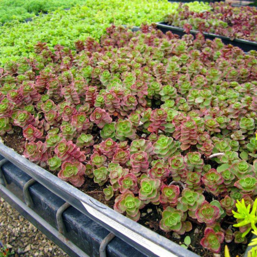 Red Carpet Sedum  - Sedum Spurium Red Carpet