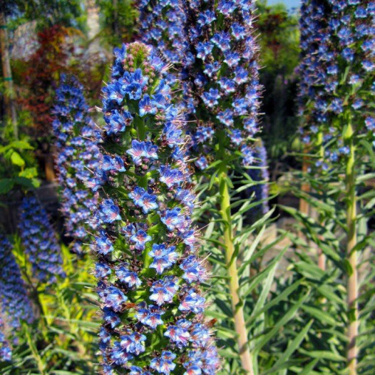 Pride of Madeira  - Echium Fastuosum