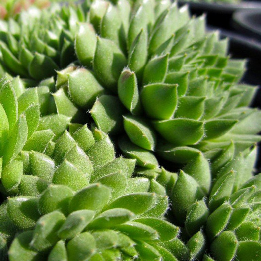 Hen and Chicks  - Sempervivum Spring Beauty