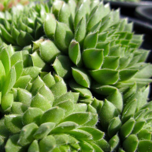 Hen and Chicks - Sempervivum Spring Beauty