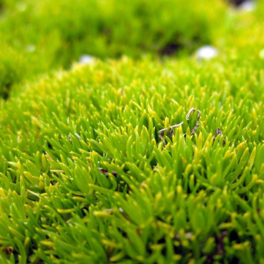 Scotch Moss  - Sagina subulata Aurea