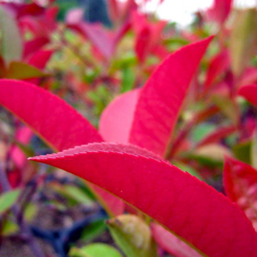 Fraser Photinia  - Photinia x fraseri