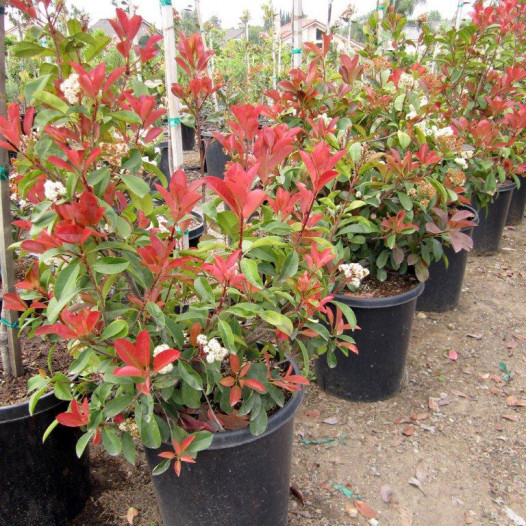 Fraser Photinia  - Photinia x fraseri