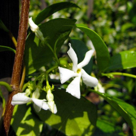 Star Jasmine  - Trachelospermum Jasminoides