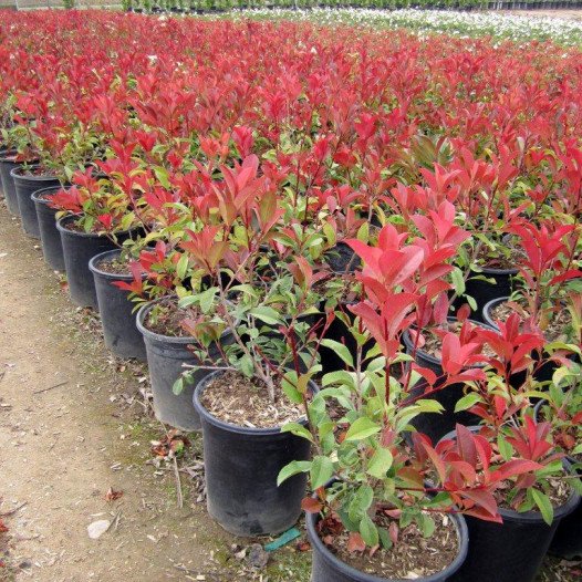 Fraser Photinia  - Photinia x fraseri