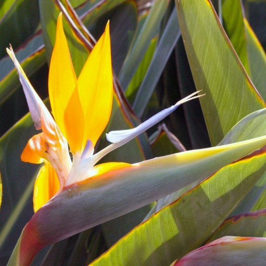 Bird of Paradise  - Strelitzia reginae