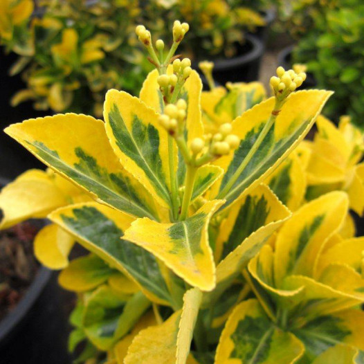 Gold Euonymus  - Euonymus japonicus 'Ovatus Aureus'