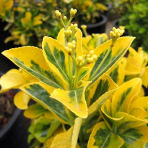 Gold Euonymus - Euonymus japonicus 'Ovatus Aureus'