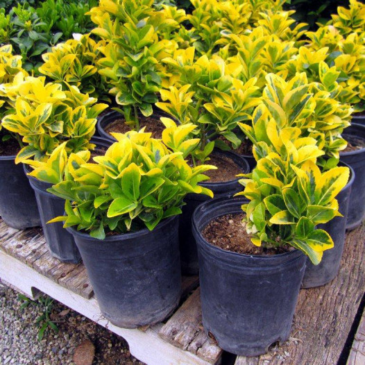 Gold Euonymus  - Euonymus japonicus 'Ovatus Aureus'