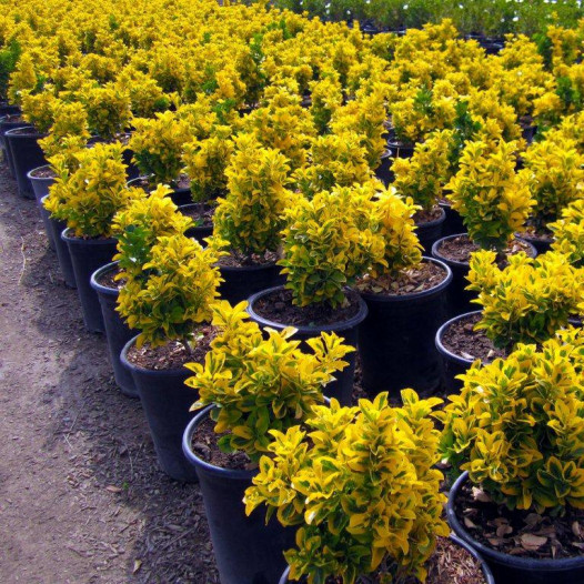 Gold Euonymus  - Euonymus japonicus 'Ovatus Aureus'