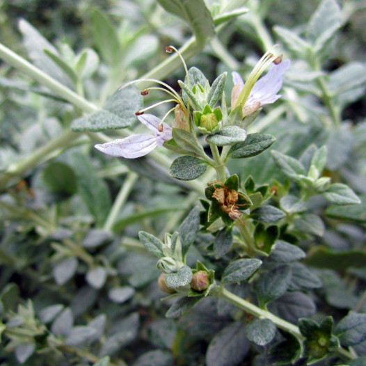 Bush Germander  - Teucrium fruticans 'Azureum'