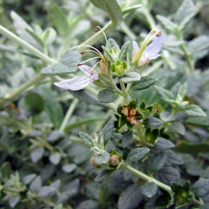 Bush Germander - Teucrium fruticans 'Azureum'