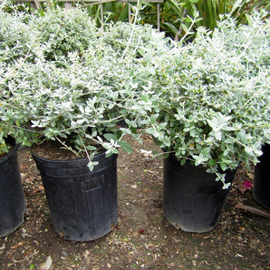 Bush Germander - Teucrium fruticans 'Azureum'