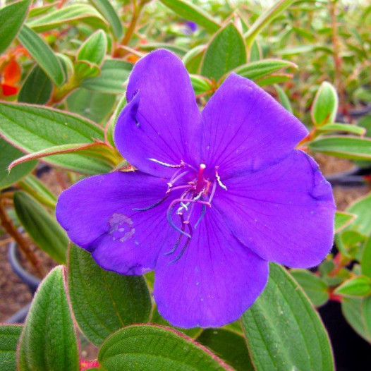 Princess Flower  - Tibouchina urvilleana