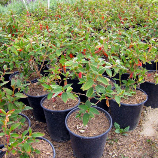 Princess Flower  - Tibouchina urvilleana