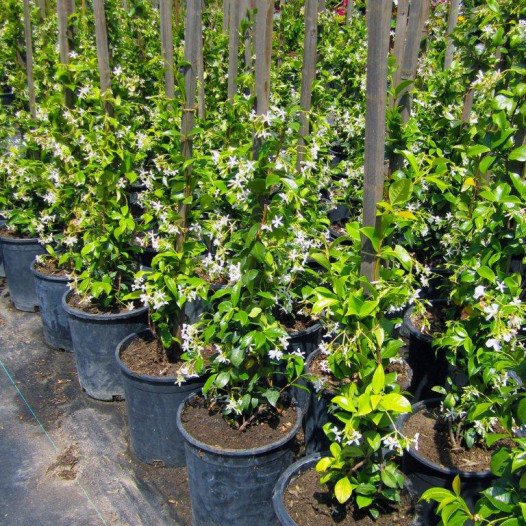 Star Jasmine - Trachelospermum Jasminoides
