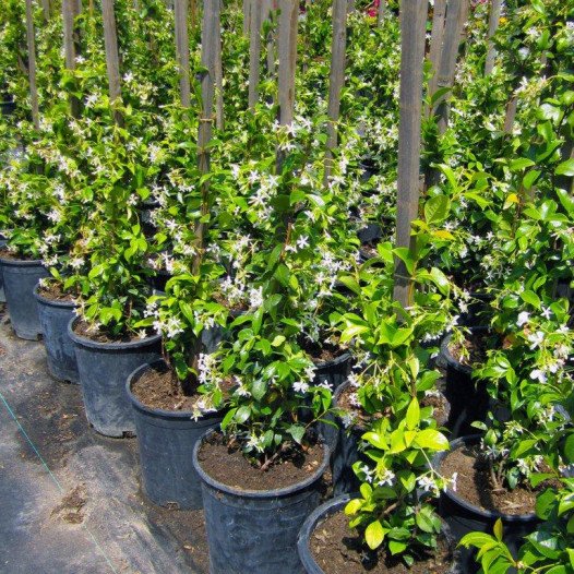 Star Jasmine  - Trachelospermum Jasminoides