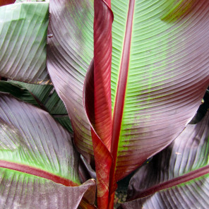 Red Leaf Banana - Ensete ventricosum Maurelii