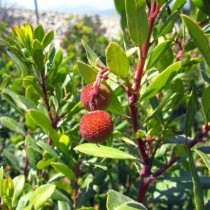 Compact Strawberry Bush - Arbutus Unedo Compacta