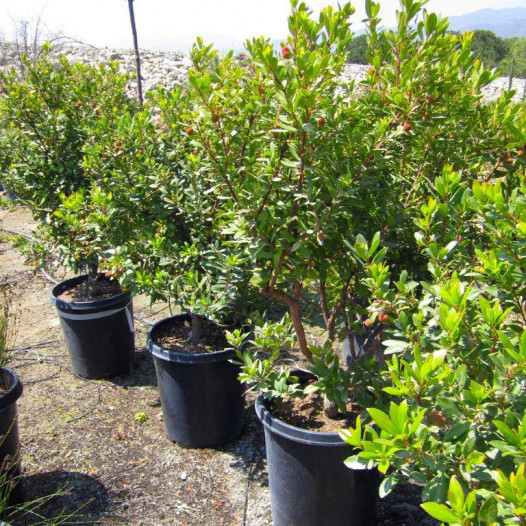 Compact Strawberry Bush  - Arbutus Unedo Compacta