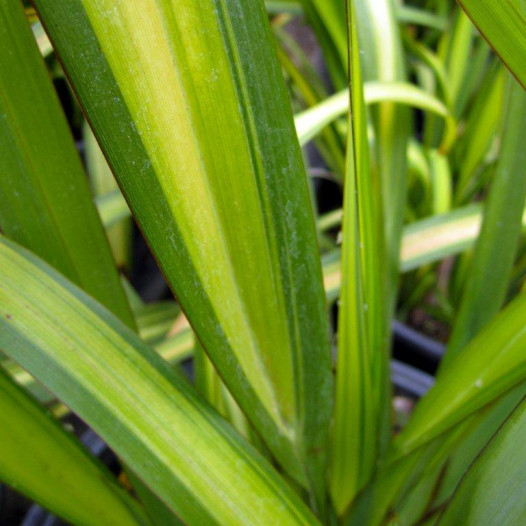 New Zealand Flax  - Phormium Yellow Wave