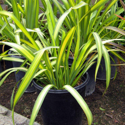 New Zealand Flax  - Phormium Yellow Wave