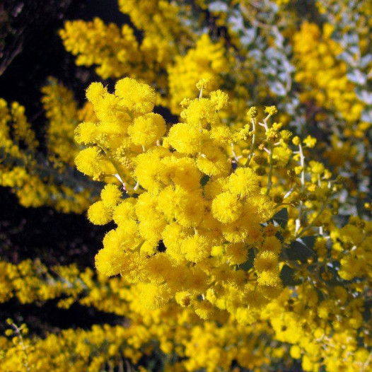 Knifeleaf Acacia  - Acacia cultriformis