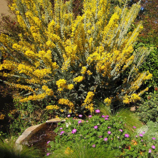 Knifeleaf Acacia  - Acacia cultriformis