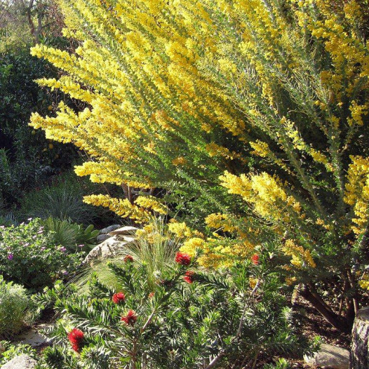 Knifeleaf Acacia  - Acacia cultriformis