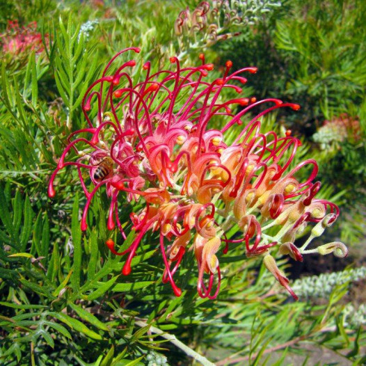 Grevillea  - Grevillea Supurb