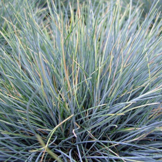 Blue Fescue  - Festuca Glauca