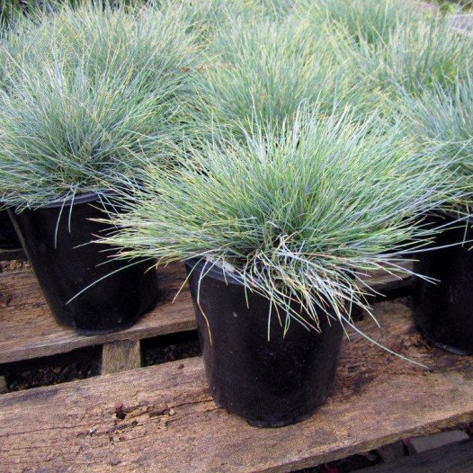 Blue Fescue  - Festuca Glauca