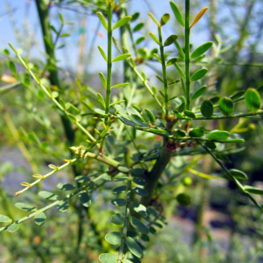 Palo Verde  - Cercidium x Desert Museum