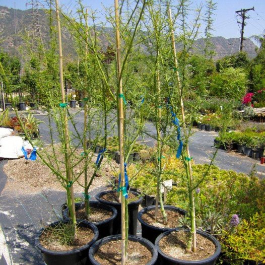 Palo Verde  - Cercidium x Desert Museum